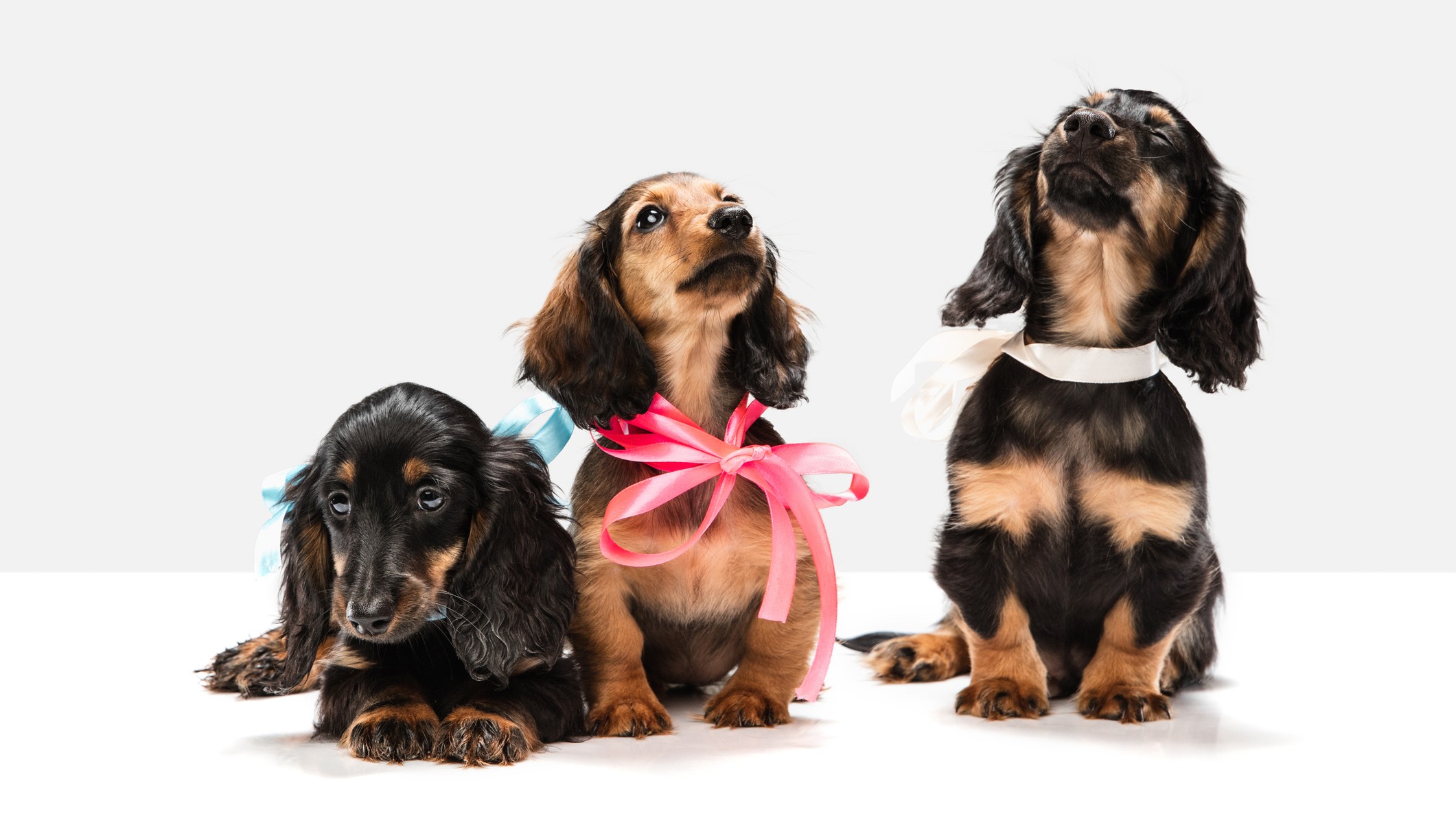 Happy family with their new pet at Dream Tails Boutique