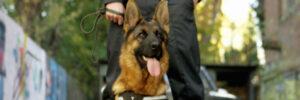 Dream Tails Supports Our K9 Units