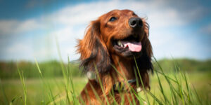 Dream Tails’s Top 5 Small Breed Dogs