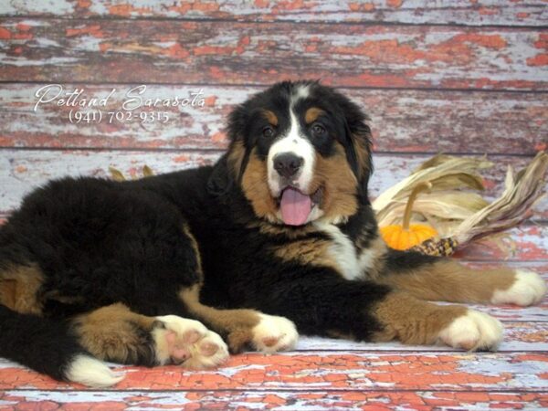 Bernese Mountain Dog — adopted from Dreamtails