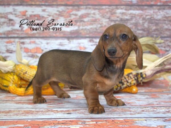 Dachshund — adopted from Dreamtails