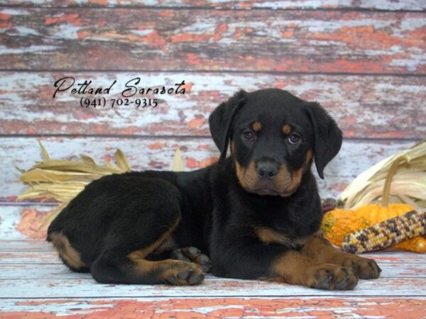 Rottweiler — adopted from Dreamtails