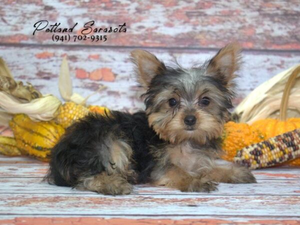 Yorkshire Terrier — adopted from Dreamtails
