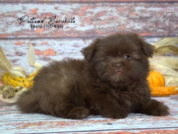 Shih Tzu/Pomeranian — adopted from Dreamtails