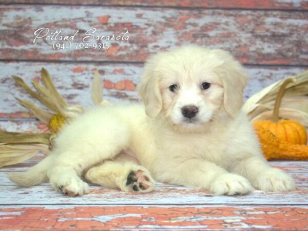 Goldendoodle Mini — adopted from Dreamtails
