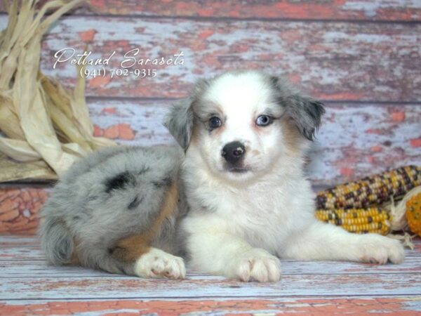 mini aussie — adopted from Dreamtails