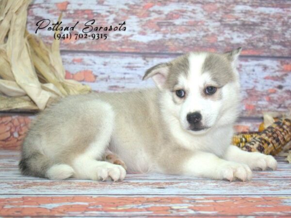 Huskimo — adopted from Dreamtails