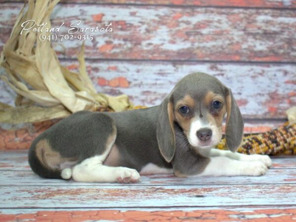 Beagle — adopted from Dreamtails