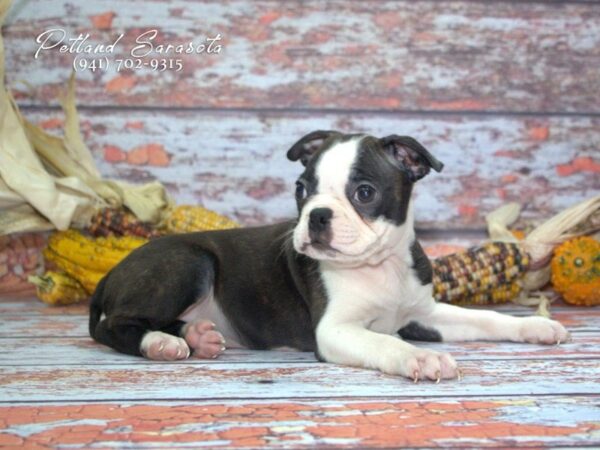 Boston Terrier — adopted from Dreamtails