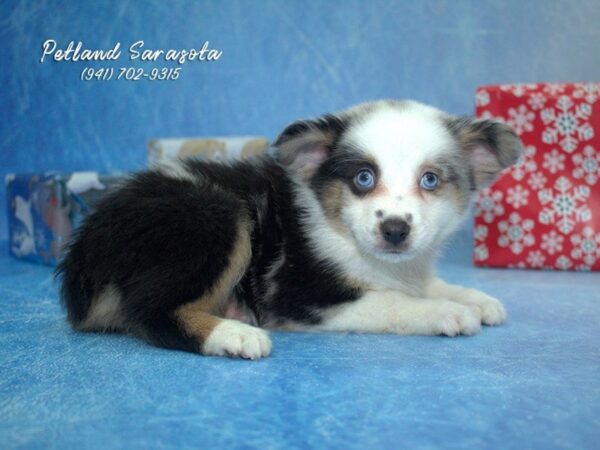 mini aussie — adopted from Dreamtails