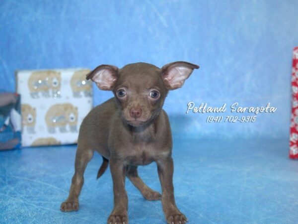Chihuahua — adopted from Dreamtails