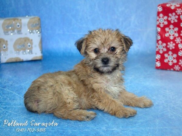 Morkie — adopted from Dreamtails