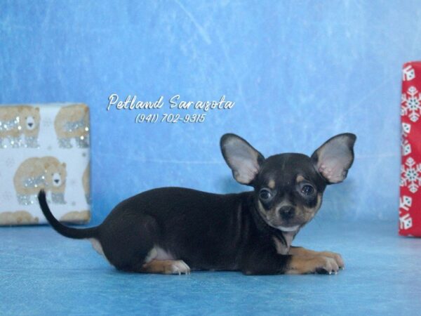 Chihuahua — adopted from Dreamtails