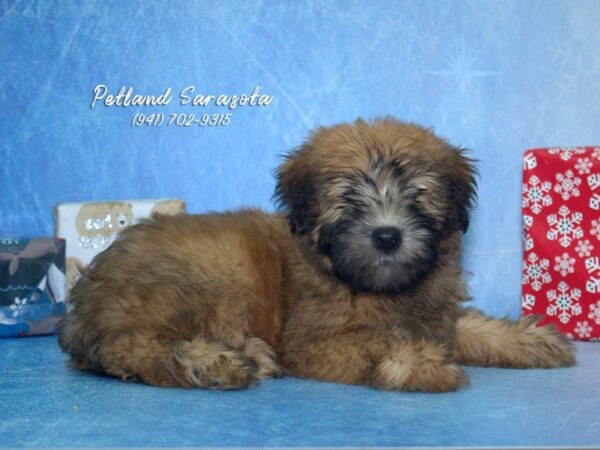 Soft Coated Wheaten Terrier — adopted from Dreamtails