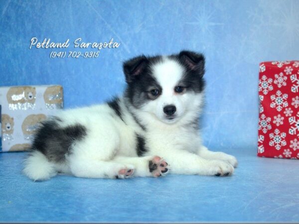 Huskimo — adopted from Dreamtails