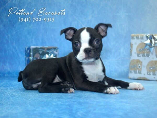 Boston Terrier — adopted from Dreamtails