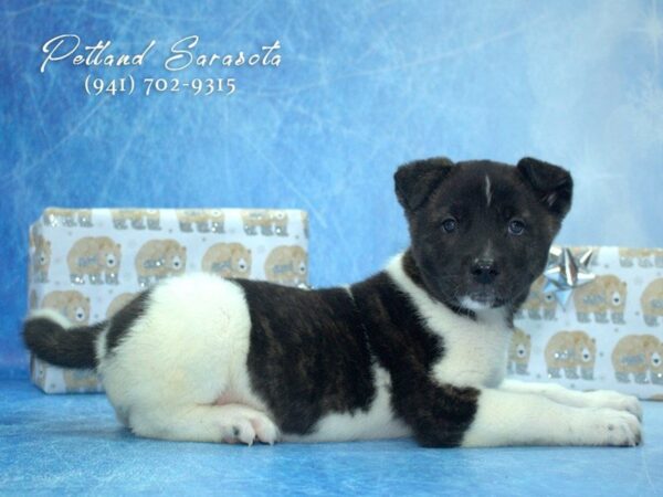 Akita — adopted from Dreamtails