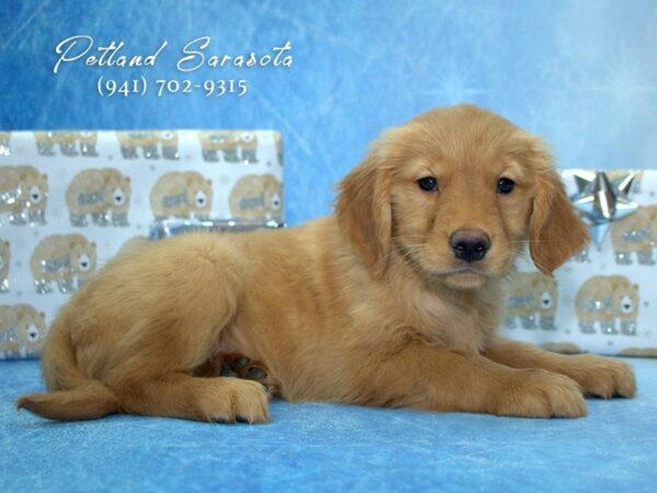 Golden Retriever — adopted from Dreamtails