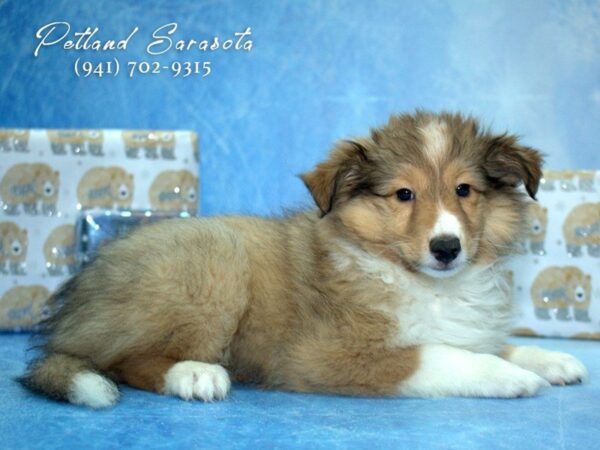 Shetland Sheepdog — adopted from Dreamtails