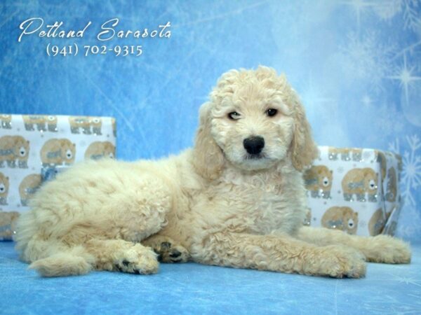Goldendoodle 2nd Gen — adopted from Dreamtails