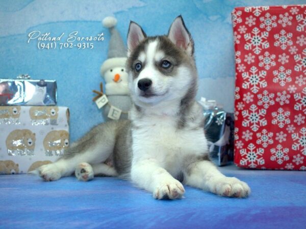 Mini Husky — adopted from Dreamtails