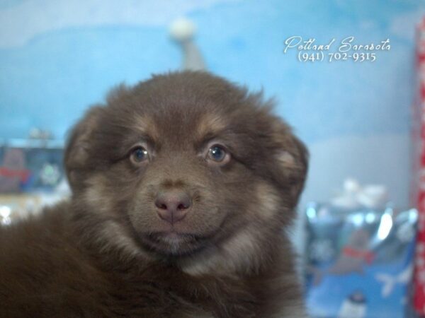 Australian Shepherd — adopted from Dreamtails