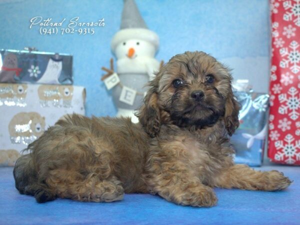Cavapoo — adopted from Dreamtails