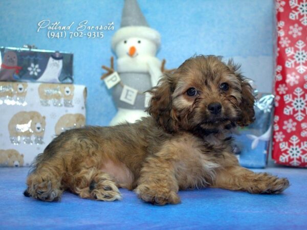 Cavapoo — adopted from Dreamtails