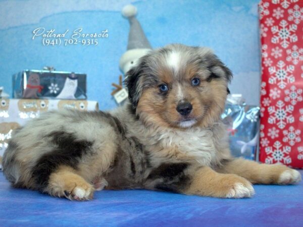 Miniature American Shepherd — adopted from Dreamtails