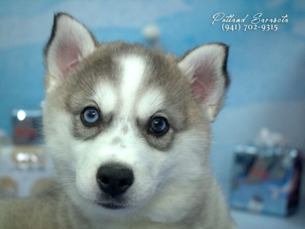 Mini Husky — adopted from Dreamtails