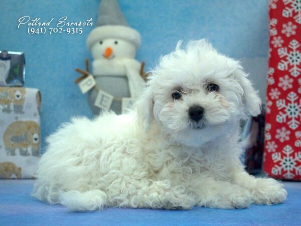 Bichon Frise — adopted from Dreamtails