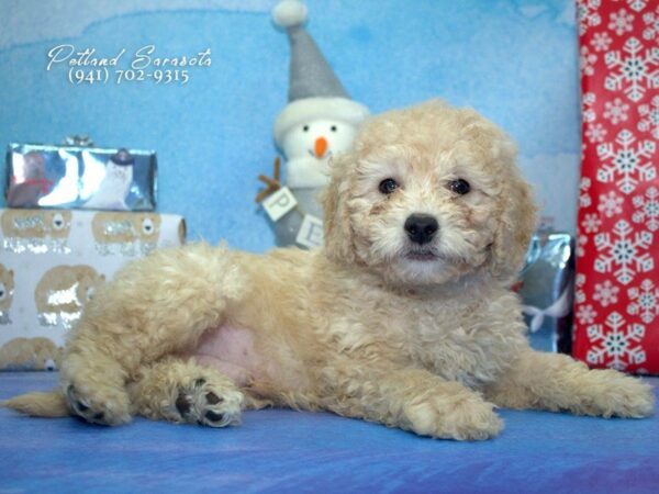 Goldendoodle Mini — adopted from Dreamtails