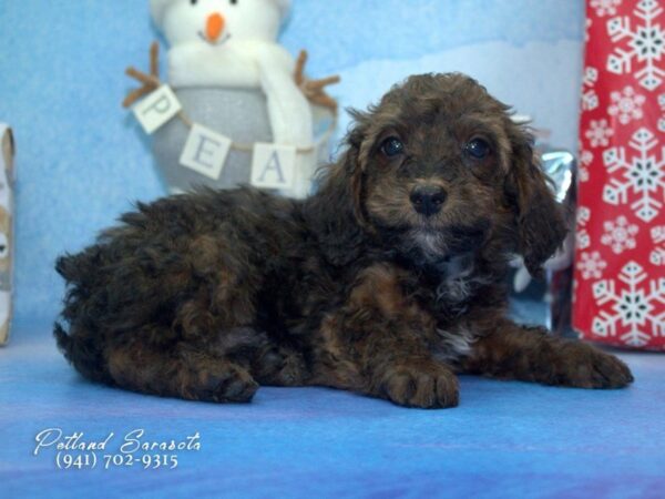 Poodle — adopted from Dreamtails
