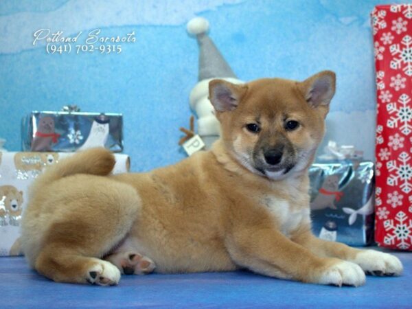 Shiba Inu — adopted from Dreamtails