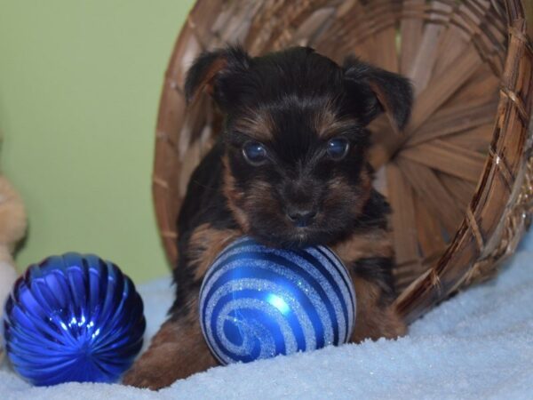 Yorkshire Terrier — adopted from Dreamtails