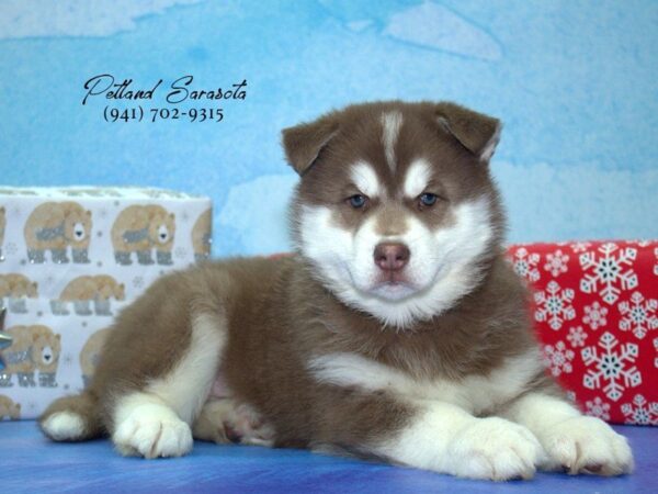 Siberian Husky — adopted from Dreamtails