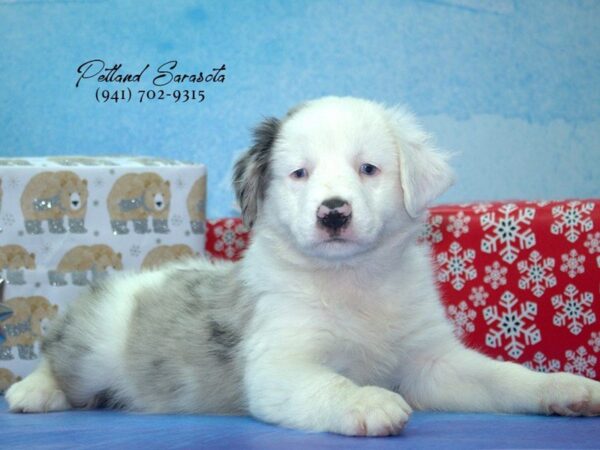 mini aussie — adopted from Dreamtails