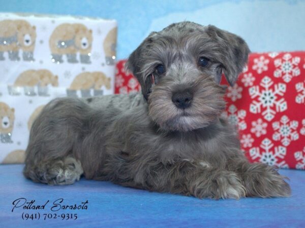 mini schnauzer — adopted from Dreamtails