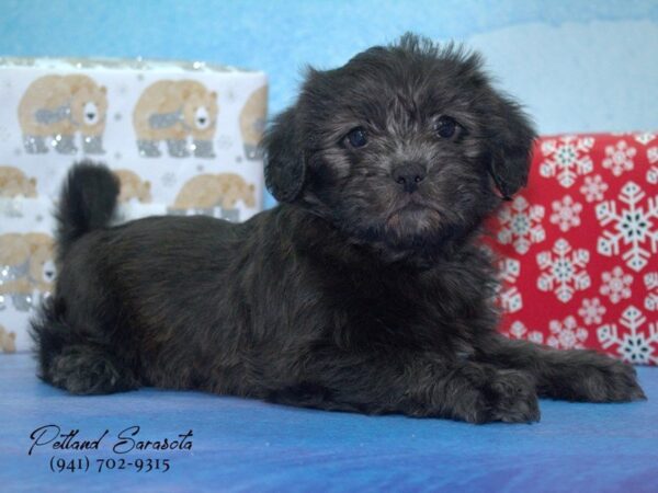 Shorkie — adopted from Dreamtails