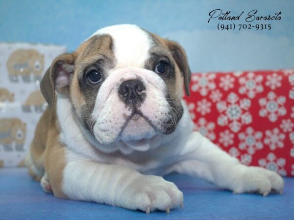 Bulldog X — adopted from Dreamtails