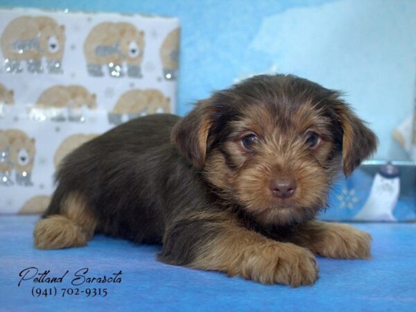 Yorkshire Terrier — adopted from Dreamtails