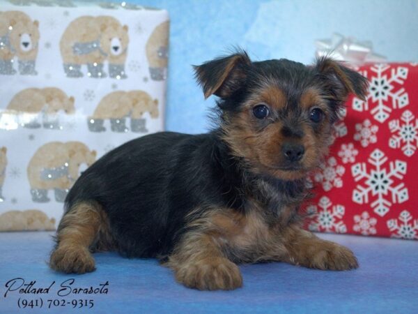 Yorkshire Terrier — adopted from Dreamtails