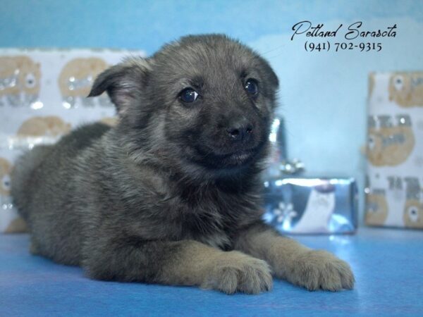 Norwegian Elkhound — adopted from Dreamtails