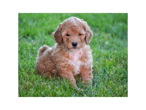 Goldendoodle Mini 2nd Gen — adopted from Dreamtails