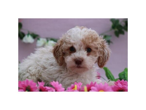 Cockapoo — adopted from Dreamtails