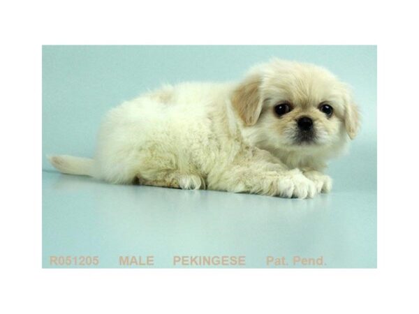 Pekingese — adopted from Dreamtails