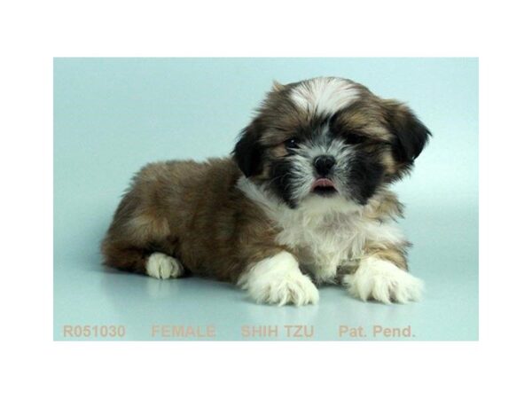 Shih Tzu — adopted from Dreamtails