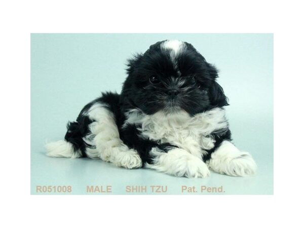 Shih Tzu the Shih Tzu — adopted from Dream Tails By Petland