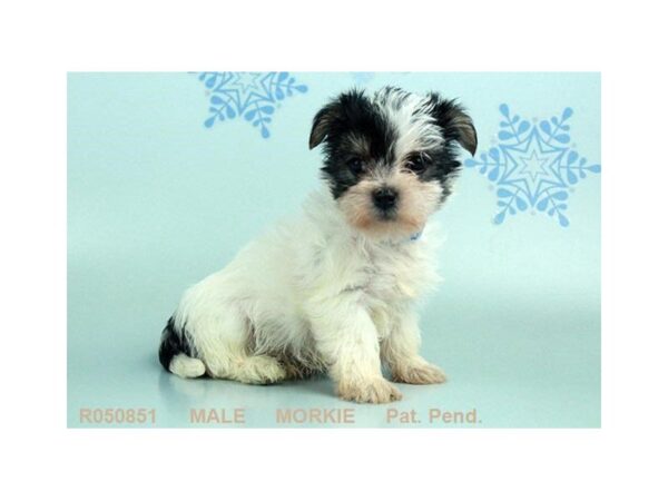 Morkie — adopted from Dreamtails