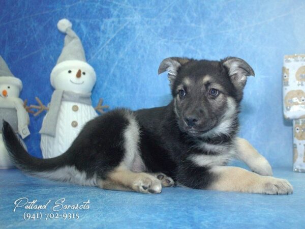 German Shepherd — adopted from Dreamtails